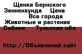 Щенки Бернского Зенненхунда  › Цена ­ 40 000 - Все города Животные и растения » Собаки   . Тульская обл.